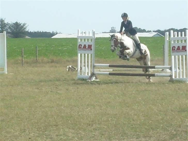 Anden særlig race MR. Blue SOLGT - (storspring) 80 cm la  billede 8