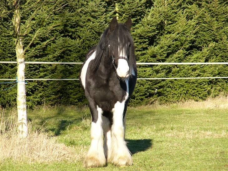 Irish Cob Zeus of The Irish Western art Ranch - Og så lige mit ynglings billede.. Det er taget d.20 nov 2004. billede 7