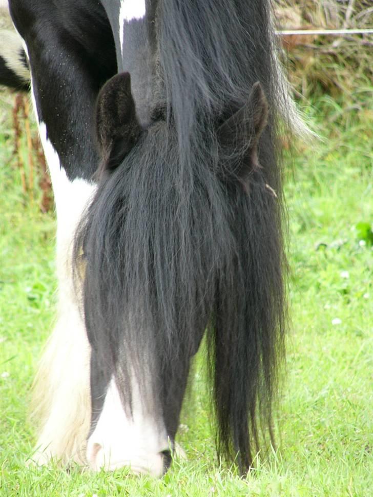 Irish Cob Zeus of The Irish Western art Ranch - Taget d.1 aug 2005... Dejlig hyp! billede 8