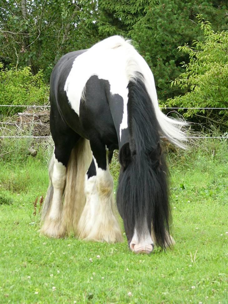 Irish Cob Zeus of The Irish Western art Ranch - Taget d.1 aug 2005. Lækker, lække!!! billede 9