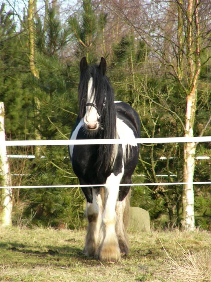 Irish Cob Zeus of The Irish Western art Ranch - Også taget d.7 feb 2006 billede 11