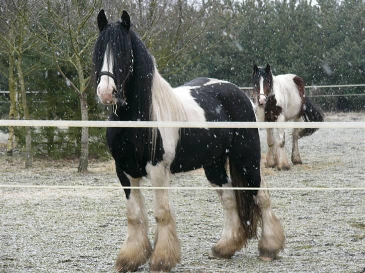 Irish Cob Zeus of The Irish Western art Ranch - Taget d.25 feb 2006 billede 12