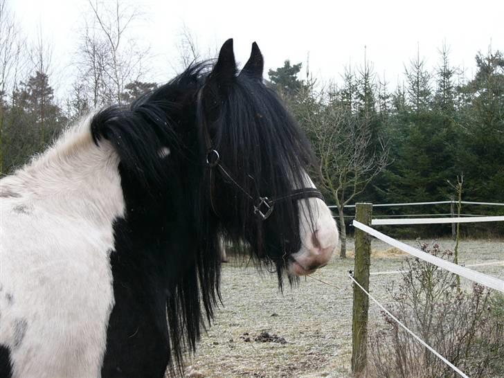 Irish Cob Zeus of The Irish Western art Ranch - Også taget d.25 feb 2006 billede 13