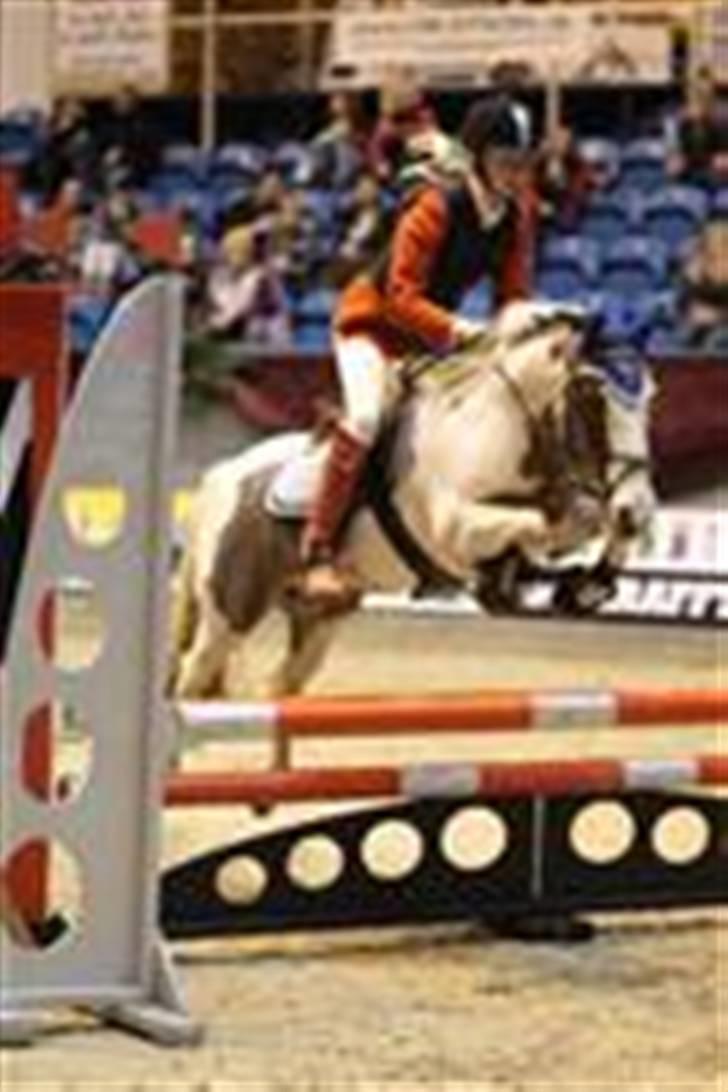 Anden særlig race MR. Blue SOLGT - Christmas show 2009 mig og blue´s sidste stævne (4 plads) billede 9