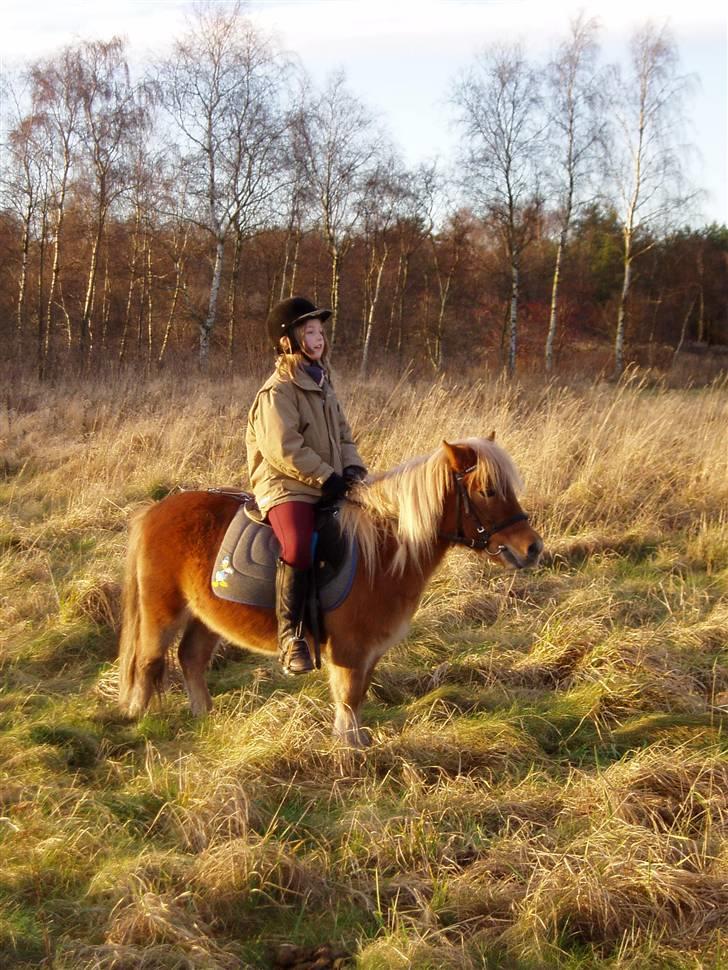 Shetlænder Basti (Gammel part) - Huhu xD - Det var meningen med et potræt foto men basti har åbenbt ike lige fundet ideen med det :D <33. billede 16