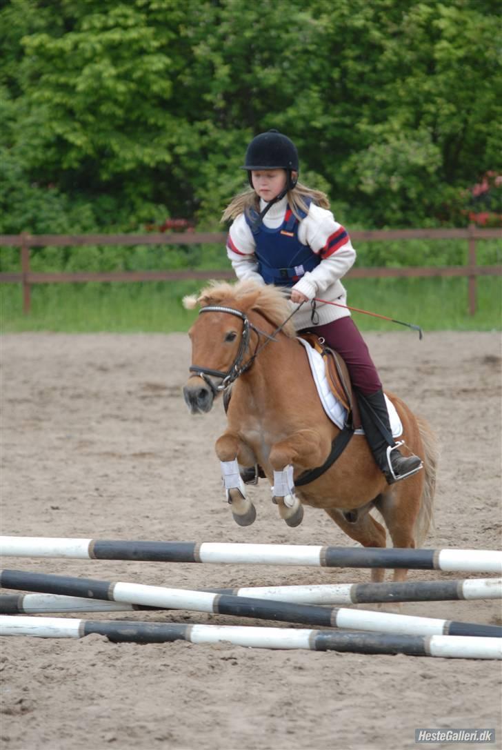 Shetlænder Basti (Gammel part) - Springstævne xD. Taget af: Jens H ,, Lånt af: Katrine H billede 17