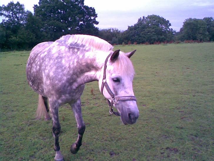 DSP latasha star - min hest der gå runt på marken    nina hvor er du billede 1
