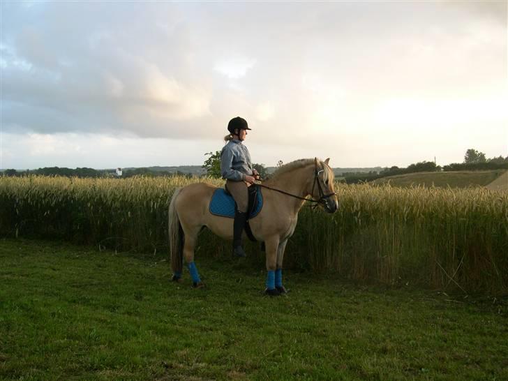 Fjordhest Fleur billede 11