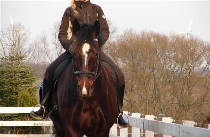 Oldenborg Passat - Cecilie Nielsen & Passat    billede 3