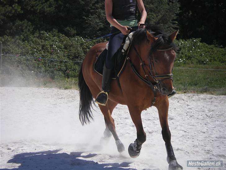DSP Bæklunds Lorenzo solgt - opvarming til spring, ridelejer. billede 3