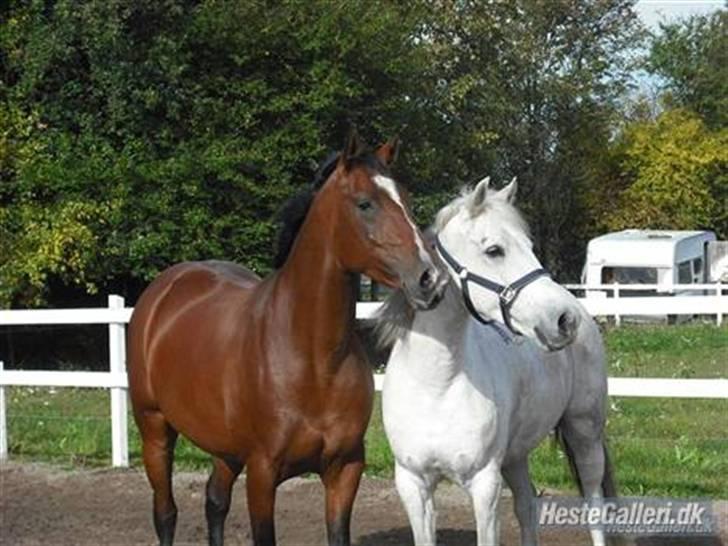 Anglo Araber (AA) Gudrun Hin væne R.I.P <3 - gudrun og silver , er de ikke dejlige ? <3  billede 8