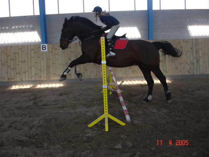Oldenborg Passat - Cecilie & Passat springer :P haha det skal man jo også engang imellem billede 7