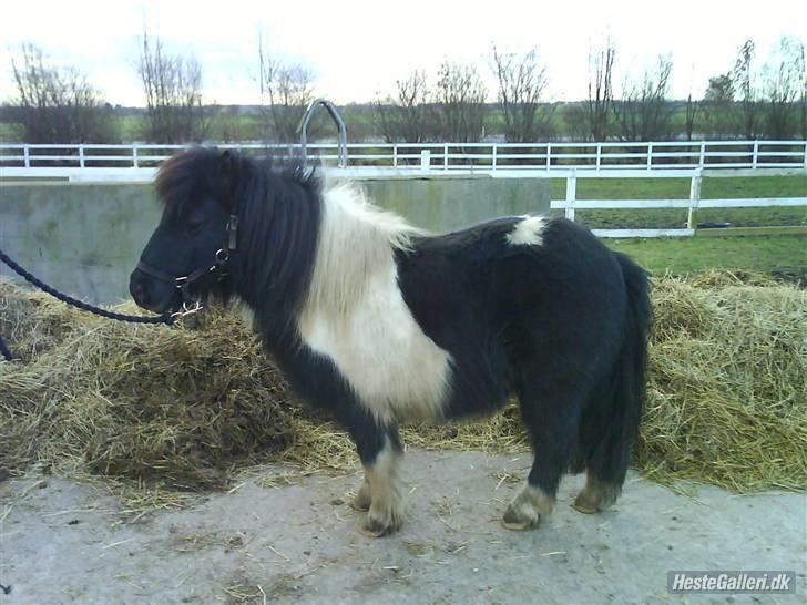 Shetlænder morris gl passer - lille morris billede 1