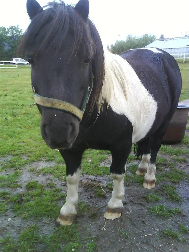 Shetlænder morris gl passer - smukke lille pony billede 2