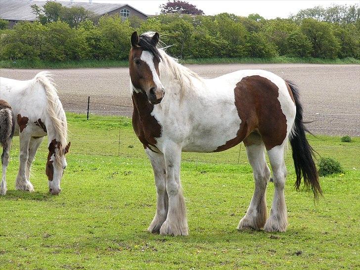 Irish Cob Athena of The Irish Western art Ranch (Solgt) - Athena d.31 maj 2010 billede 1