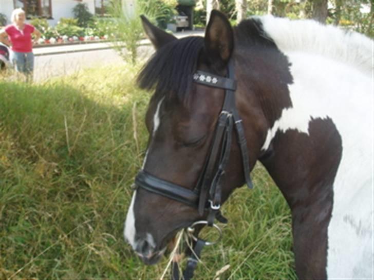 Anden særlig race Lotte billede 3