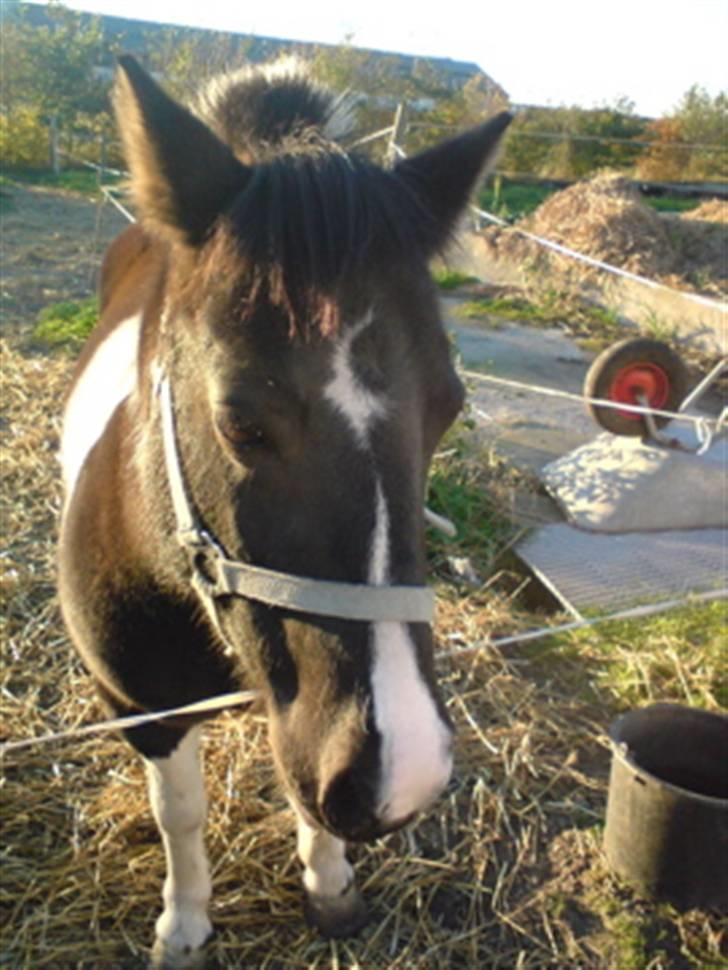 Anden særlig race Lotte billede 4