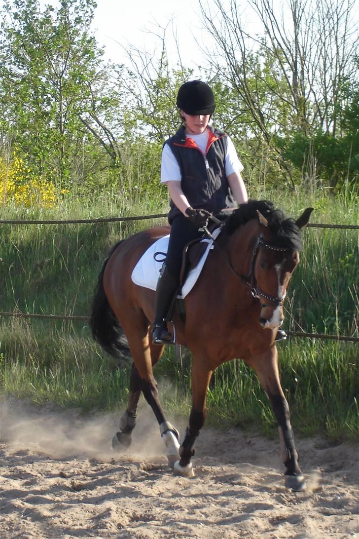 Hollandsk Sportspony Orchid´S Paxton <B-pony> - paxton går dressur i FORK billede 13