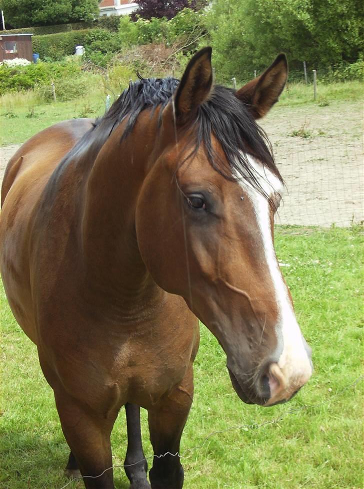 Holstener Dyval [12/3-03 -- 5/7-11] - min smukke Dyval på marken sommeren 08 billede 17