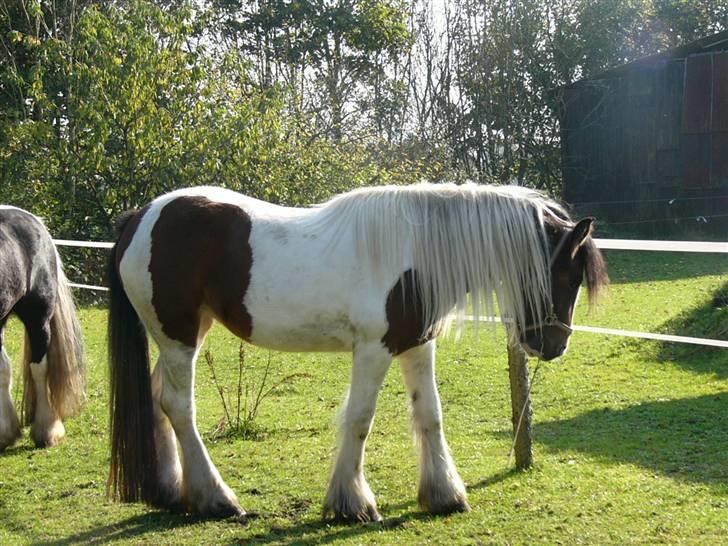 Irish Cob Athena of The Irish Western art Ranch (Solgt) - Taget d.13 okt 2005 billede 4