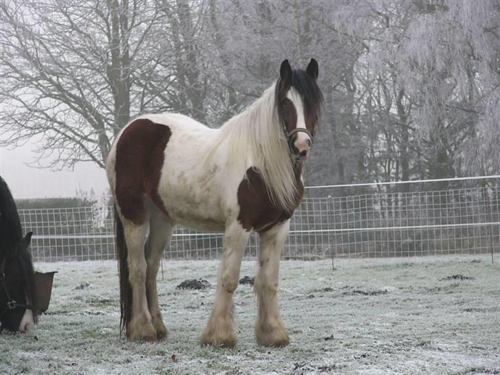 Irish Cob Athena of The Irish Western art Ranch (Solgt) - Taget d.29 nov 2005 billede 5