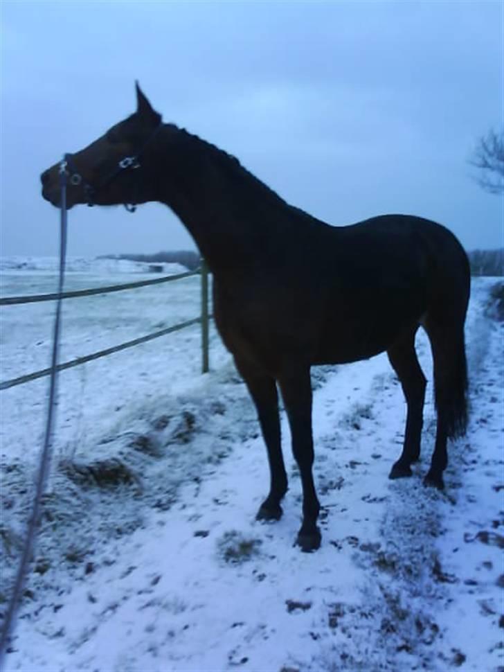 Anden særlig race Luka - FLYTTET - VRINSK! Fotograf: Mig. Januar 08. billede 14