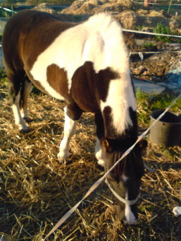 Anden særlig race Lotte billede 6