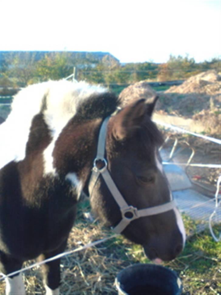 Anden særlig race Lotte - Hvor er hun sød(: billede 7