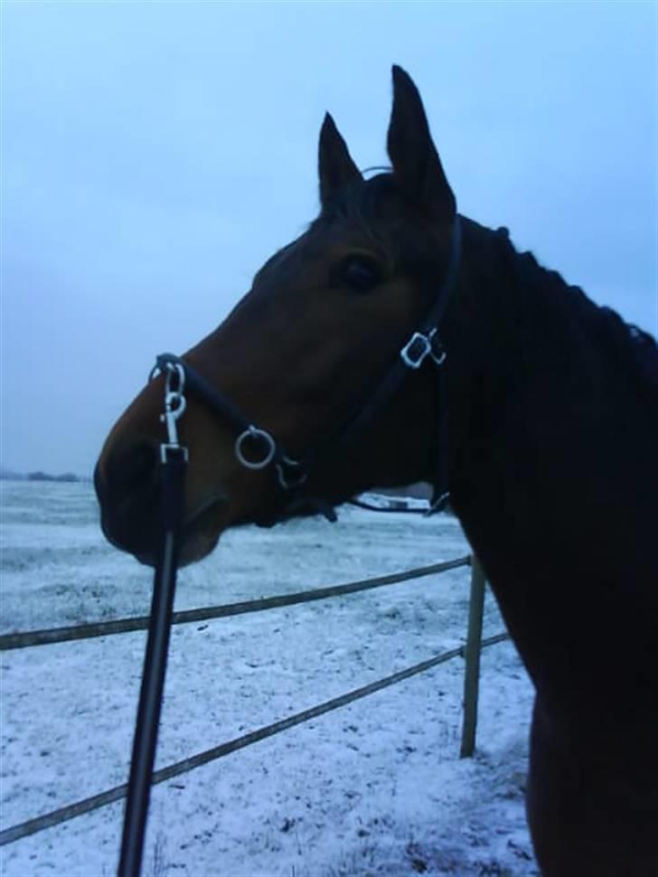 Anden særlig race Luka - FLYTTET - Stilhed i den første sne. Fotograf: Mig. Januar 08. billede 16