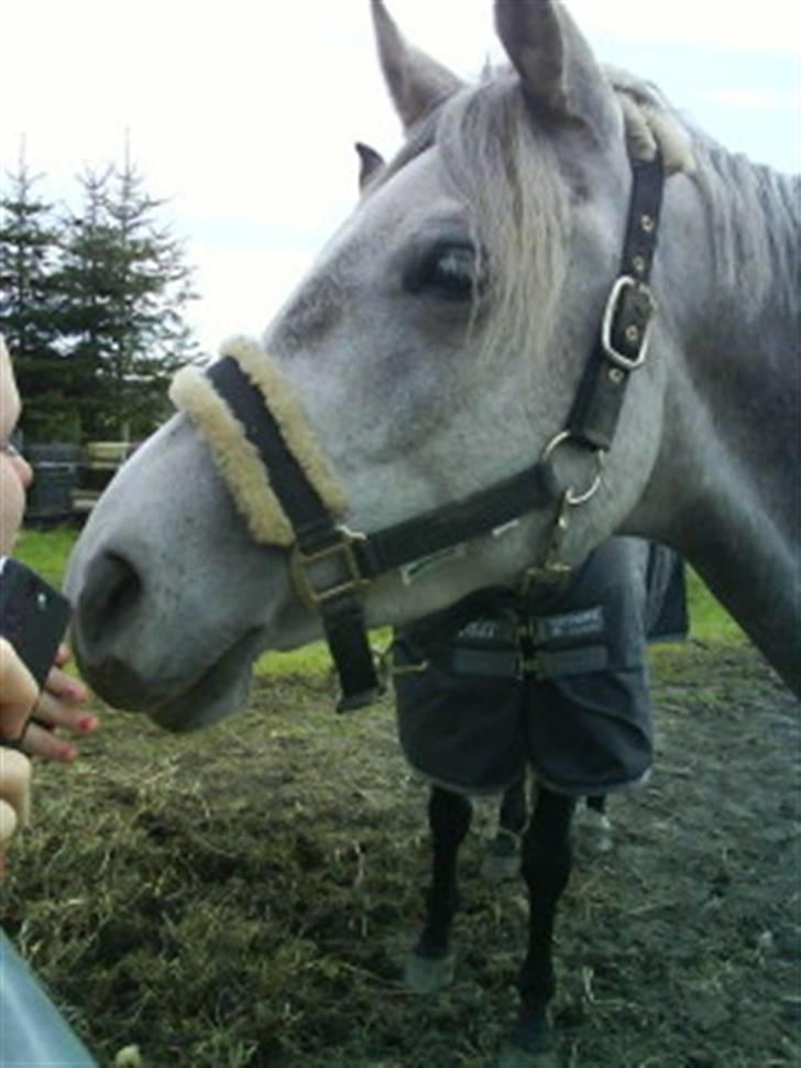 Sportsaraber (A) Qazim R.I.P - hygge på folden igen .<3 billede 16