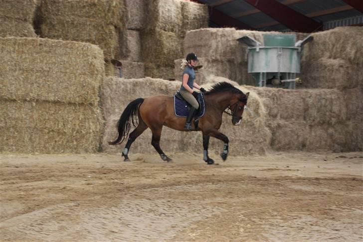 Holstener Dyval [12/3-03 -- 5/7-11] - Træning d. 31-08-09 billede 18