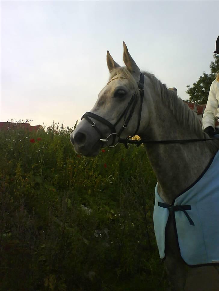 Sportsaraber (A) Qazim R.I.P - genoptræning.  billede 18