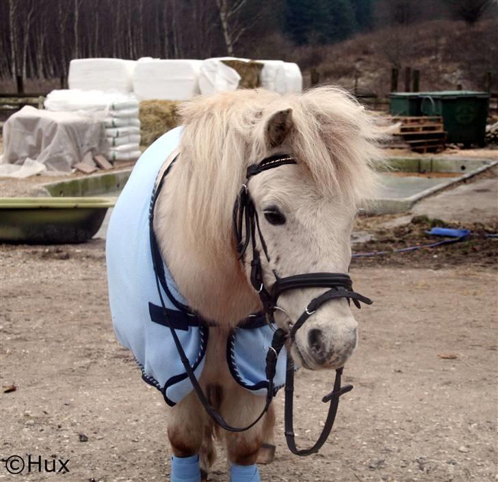 Anden særlig race Dalle - uhha . MIn model pony er lækker  billede 14