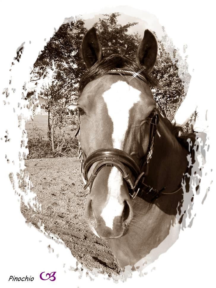 Anden særlig race Pinochio - Han er bare en skat billede 2