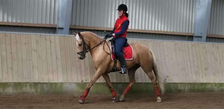 Tysk Sportspony Aladin  - marts 09: Aladin i trav foto: Mor billede 2