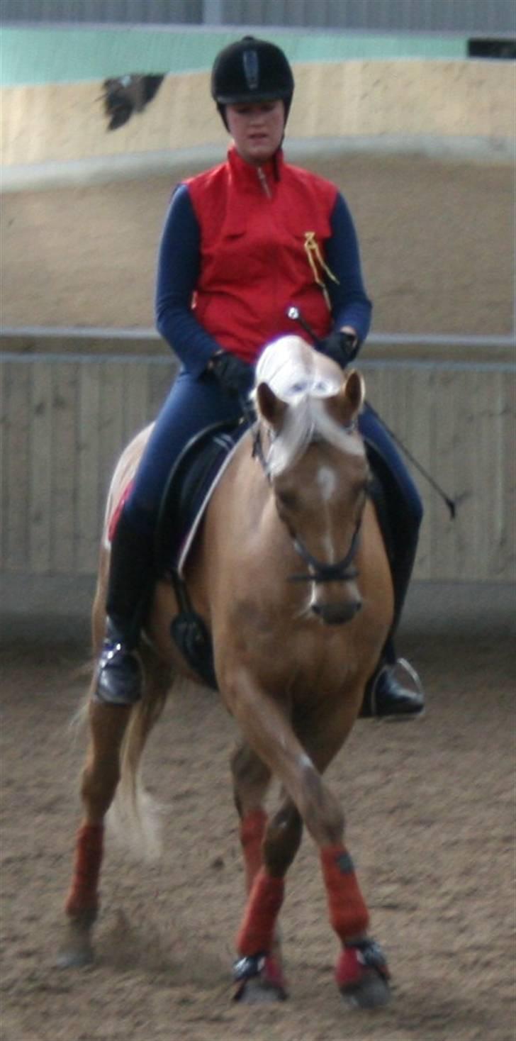 Tysk Sportspony Aladin  - marts 09. Aladin i shenkelvigning foto: mor billede 3