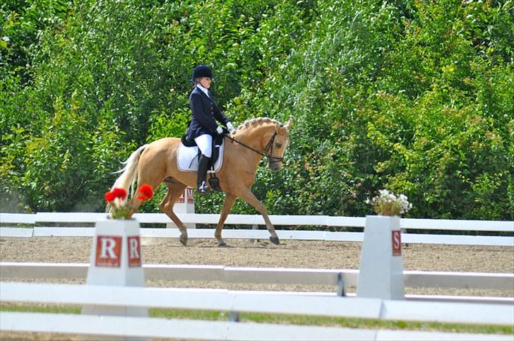 Tysk Sportspony Aladin  - Aladin & Caroline til Aladins første landsstævne i hjallerup 2010 billede 4