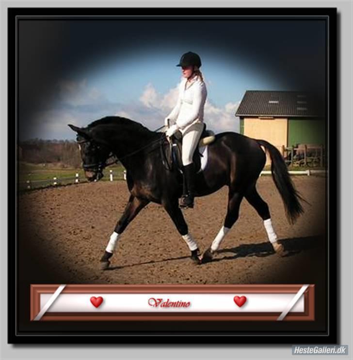 Oldenborg Valentino - Velkommen til Valentinos profil :P billede 1