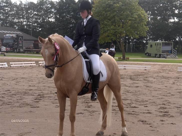 Tysk Sportspony Aladin  - Aladin med en fin 1.plads på storehestedag;) . vi red en klasse, hvor det var LA-programmerne blandet sammen. vi stillede op fordi Aladin skulle prøve at ride et sted hvor der var meget larm, og det er der jo på store hestedag;) heldgivis var han sød billede 6