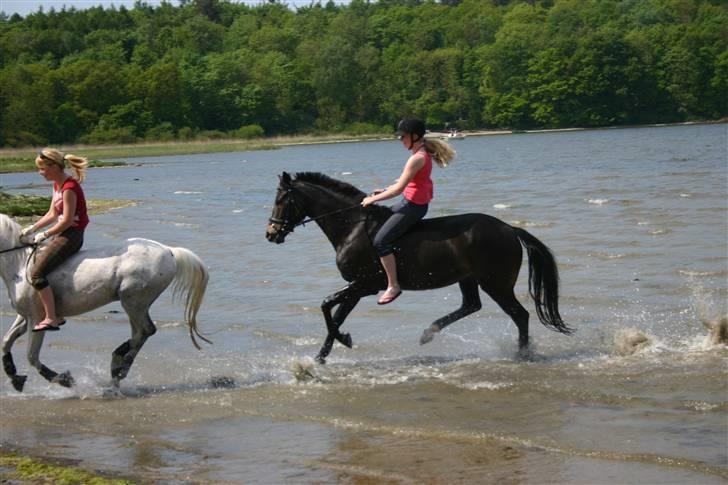 Oldenborg Valentino - Den lækre på stranden :) billede 2