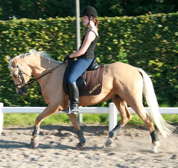 Tysk Sportspony Aladin  - Juli 2008 aladin i trav:) traven er blevet meget bedre nu:) super skønt billede 10