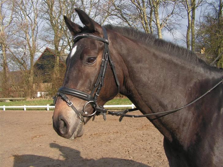 Oldenborg Valentino - Er jeg ikke bare fin? :P billede 4