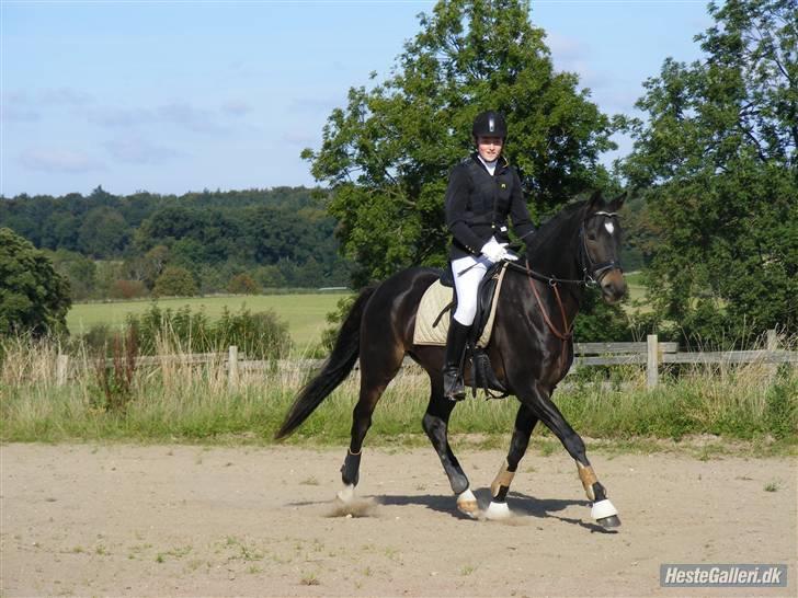 Oldenborg Valentino - Valentinos 2. springstævne :) Han var rigtig sød :) billede 6