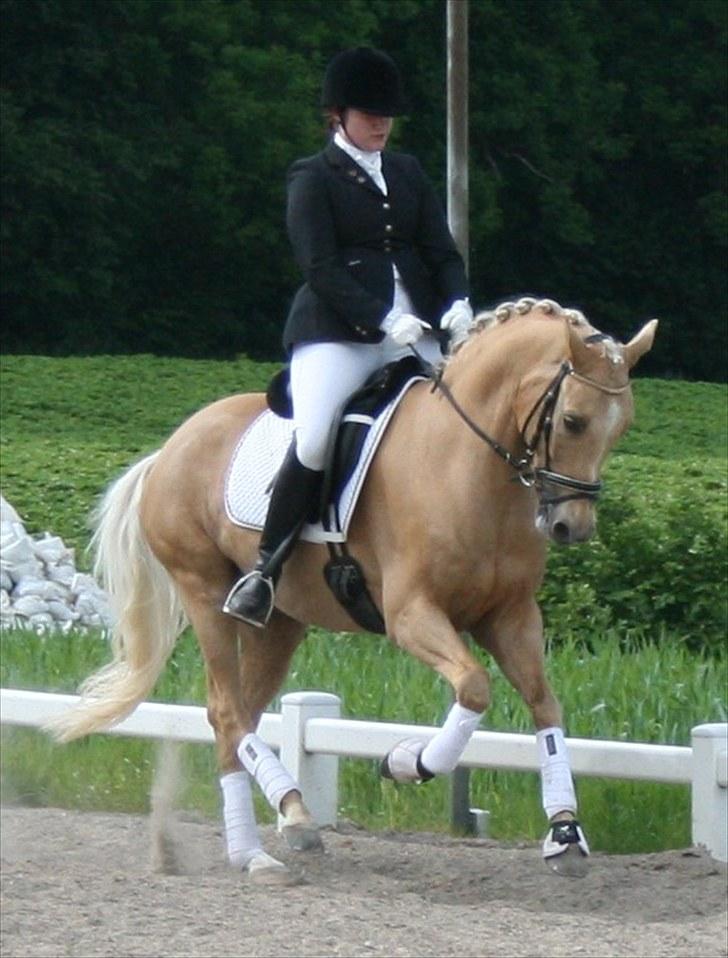 Tysk Sportspony Aladin  - 22. juni 2010 billede 17