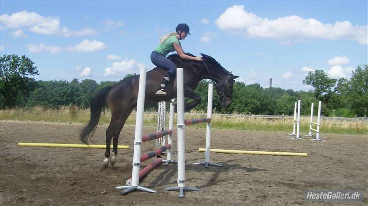 Oldenborg Valentino - Hans flotte spring metoder ;) (ca. 105 cm) billede 9