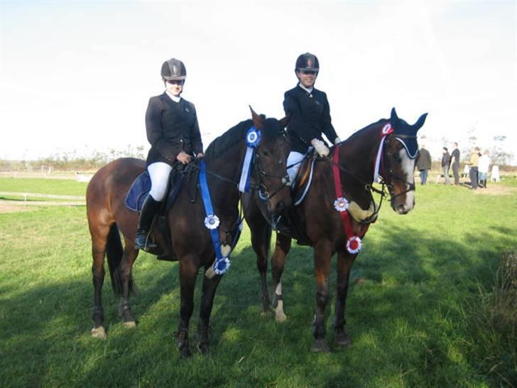 Hollandsk Varmblod Twister  *SOLGT* - #4 billede 4