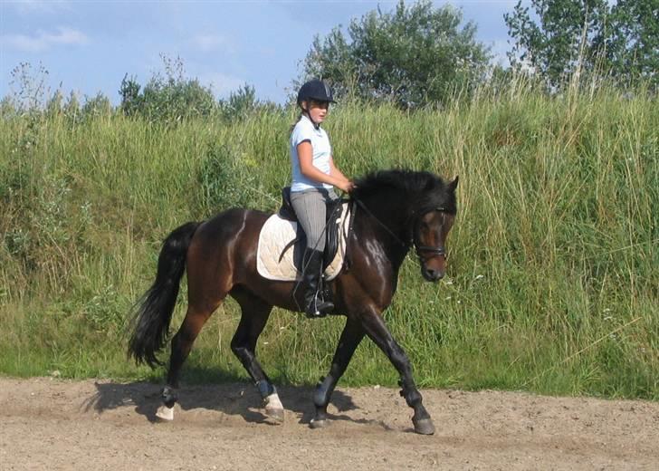 New Forest Flintdales Elvis - mig og Elvis der havde jeg ca. haft ham i et år. :) billede 1