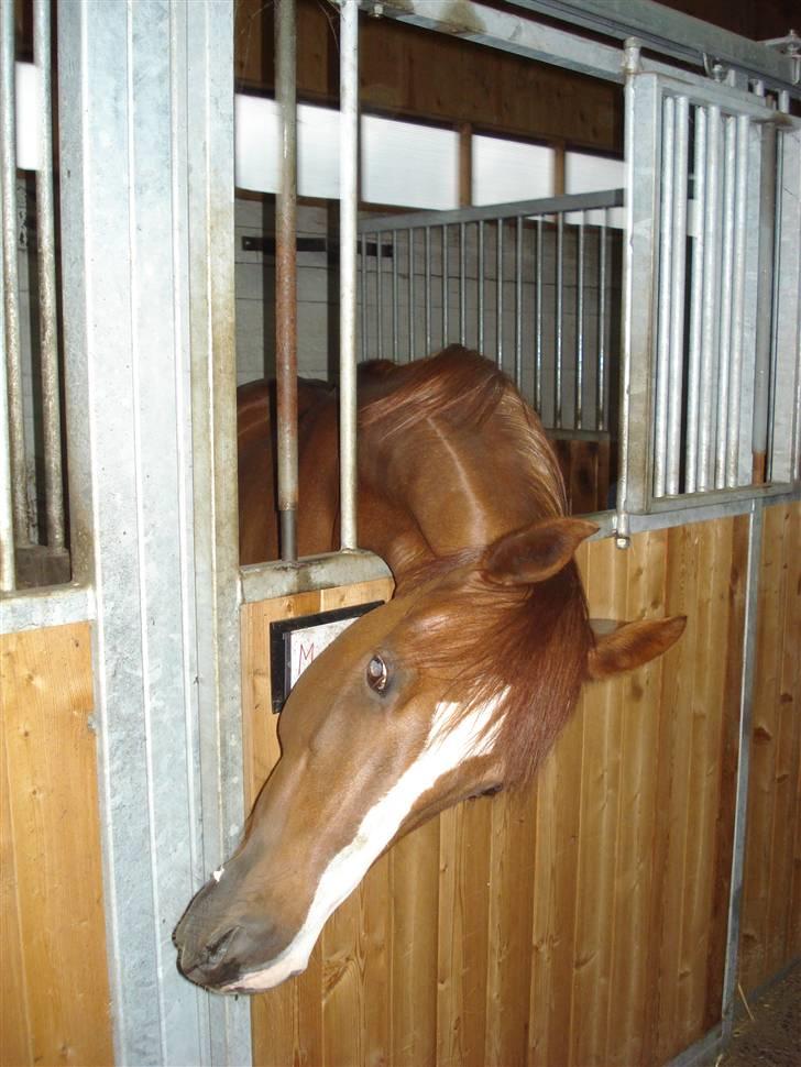 Welsh Pony (sec B) Mayke (Solgt) billede 8