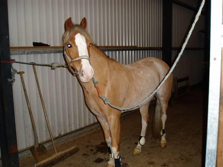 Welsh Pony (sec B) Bastiaan - heyyy skal jeg ikke ride mere?<3<3<3<3<3<3<3 billede 1