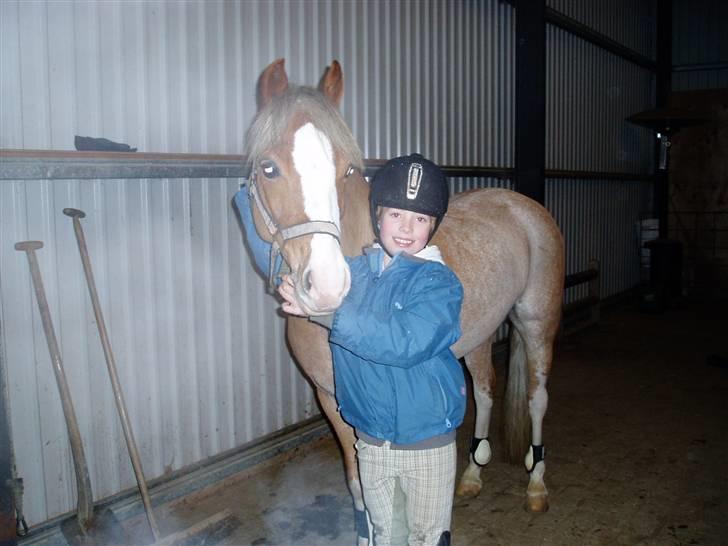 Welsh Pony (sec B) Bastiaan - Det er rigtig dejligt at kløes<3<3<3<3 billede 2